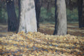 Original art for sale at UGallery.com | Autumn Trees by Stefan Conka | $1,375 | oil painting | 23.7' h x 29.6' w | thumbnail 4