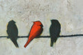 Original art for sale at UGallery.com | Imposter by Sally Adams | $3,150 | acrylic painting | 30' h x 48' w | thumbnail 4