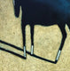 Original art for sale at UGallery.com | Blue Horse by Jaime Ellsworth | $1,100 | oil painting | 24' h x 24' w | thumbnail 1