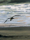 Original art for sale at UGallery.com | A Flock of Seagulls by Jesse Aldana | $725 | oil painting | 12' h x 24' w | thumbnail 4