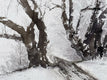 Original art for sale at UGallery.com | Poplars in Winter by Jill Poyerd | $1,500 | watercolor painting | 16' h x 24' w | thumbnail 4