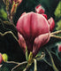 Original art for sale at UGallery.com | Crimson Magnolias by Jinny Tomozy | $1,700 | watercolor painting | 20' h x 14' w | thumbnail 4