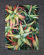 Original art for sale at UGallery.com | Succulent Stars by Jinny Tomozy | $1,475 | watercolor painting | 16' h x 12' w | thumbnail 3