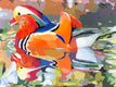 Original art for sale at UGallery.com | Mandarin Glide by John Jaster | $900 | acrylic painting | 18' h x 24' w | thumbnail 1