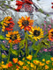 Original art for sale at UGallery.com | Garden Reverie by Lisa Elley | $550 | oil painting | 12' h x 24' w | thumbnail 4