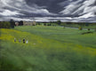 Original art for sale at UGallery.com | Chasing Lancelot by Mandy Main | $3,200 | oil painting | 36' h x 48' w | thumbnail 1