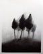 Original art for sale at UGallery.com | Trees by Drew McSherry | $450 | charcoal drawing | 16.37' h x 13.43' w | thumbnail 1