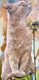 Original art for sale at UGallery.com | It Takes Courage by Nava Lundy | $700 | mixed media artwork | 24' h x 12' w | thumbnail 1