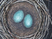 Original art for sale at UGallery.com | Nestmaking: Two Eggs by Jennifer Ross | $475 | mixed media artwork | 10' h x 10' w | thumbnail 4
