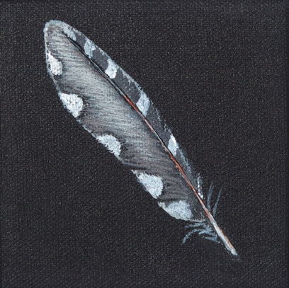 Woodpecker Feather by Jennifer Ross | Artwork Main Image