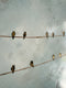 Original art for sale at UGallery.com | Birds in the Sky Blue by Sally Adams | $2,150 | acrylic painting | 28' h x 28' w | thumbnail 4