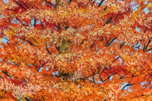 Original art for sale at UGallery.com | Autumn Tree by Shela Goodman | $2,175 | oil painting | 30' h x 40' w | photo 4
