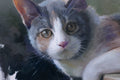 Original art for sale at UGallery.com | Cat - Who Are You by Shuxing Fan | $750 | oil painting | 16' h x 20' w | thumbnail 3