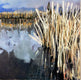 Original art for sale at UGallery.com | Straw Marsh by Mary Pratt | $3,250 | oil painting | 40' h x 40' w | thumbnail 1