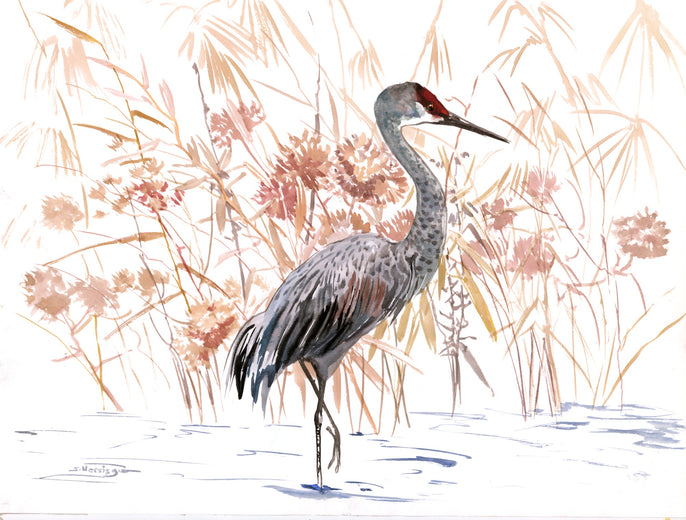 Sandhill Crane by Suren Nersisyan |  Artwork Main Image 