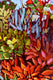Original art for sale at UGallery.com | Succulent Summer by Tara Zalewsky-Nease | $1,050 | oil painting | 25' h x 25' w | thumbnail 4