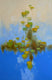 Original art for sale at UGallery.com | Pond of Lilies by Vahe Yeremyan | $2,700 | oil painting | 30' h x 45' w | thumbnail 1